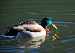 river duck